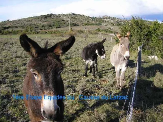 E1-PH-01-2005